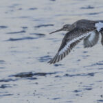 Barge à queue noire